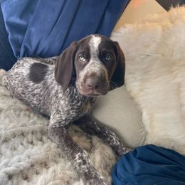 Porter - German Shorthaired Pointer puppy from GSP Pointer Family
