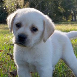 Green Collar (Runt) - Yellow male Labrador Retriever puppy in Husser, Louisiana from Kristen