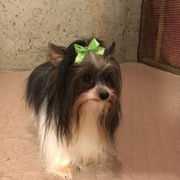 Toby - Biewer Terrier