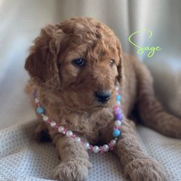 Goldendoodle and Golden Retriever Puppies from Goldie Locks Golden Retrievers & Doodles