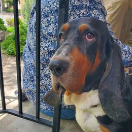 Ellie - Basset Hound
