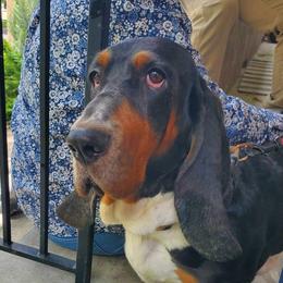 Ellie - Basset Hound