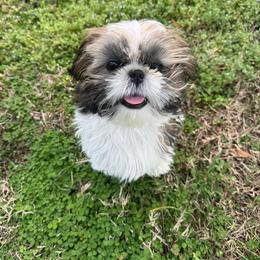 Margarita - Black gold and silver female Shih Tzu puppy in Muskogee, Oklahoma from House Sakura Shih Tzu