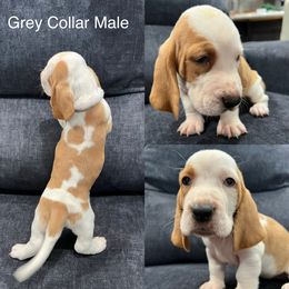 Basset Hound Puppies from Terry Farms