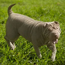 Lilly - Chinese Shar-Pei