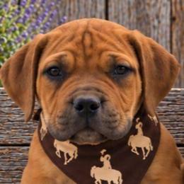 Hamm - Brown male Boerboel puppy in Laramie, Wyoming from Standing Stone Boerboels
