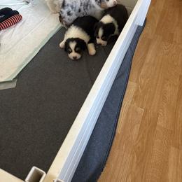 Boy 1 - Black tri-color male Australian Shepherd puppy in Rosamond, California from Fly by Nite Australian Shepherds