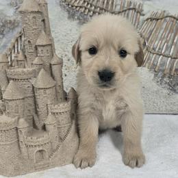 Cove - Light golden female Golden Retriever puppy in Marietta, Oklahoma from Dogs of Diamond B