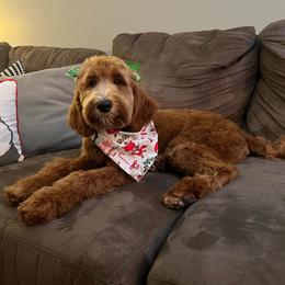 Bernedoodle Puppies from Halo BerneDo