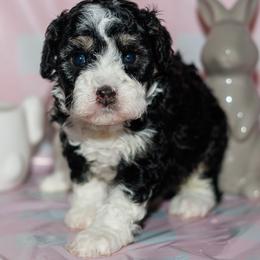 Darla - Tri-color female Bernedoodle puppy in Gilbert, Arizona from Safe Havynn Doodles