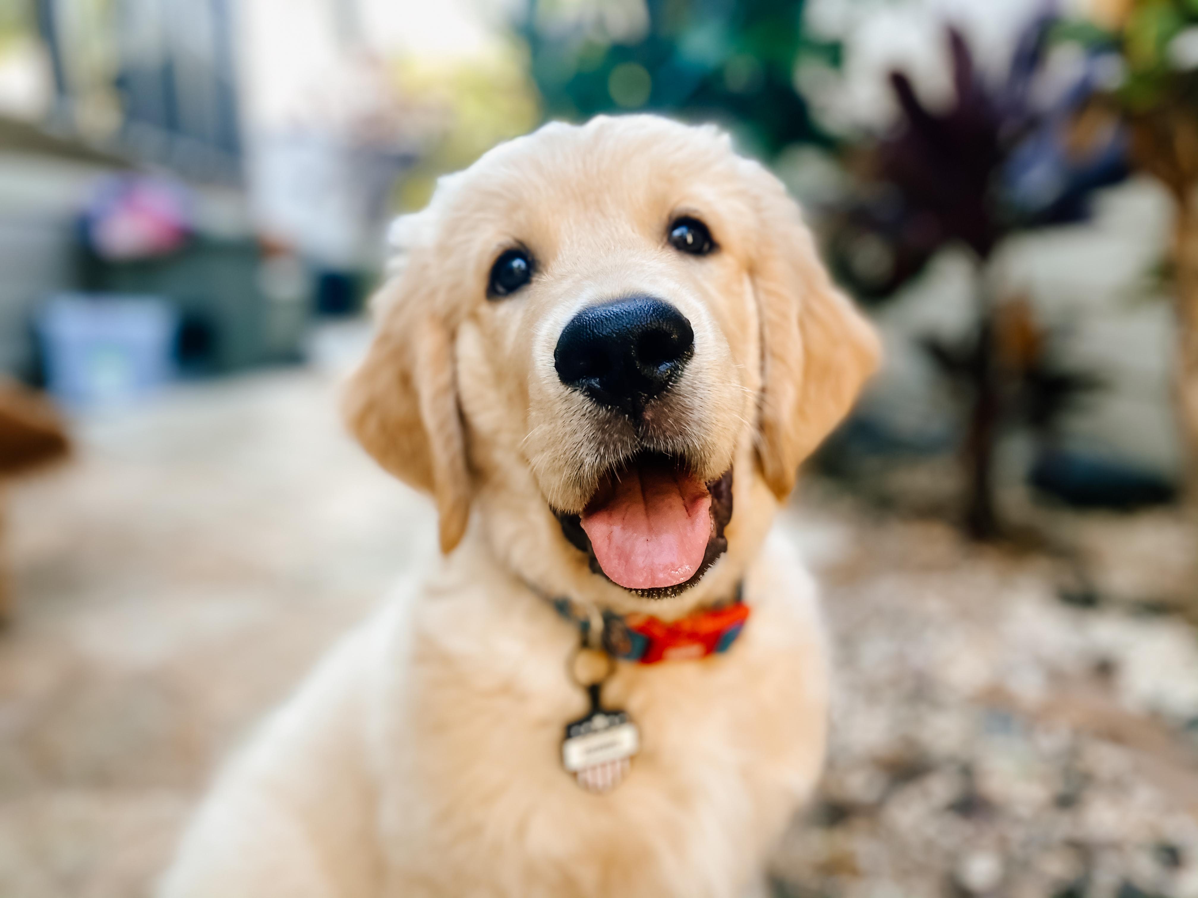 Hawaii Goldens in Hawaii Golden Retriever, Goldendoodle or Labrador