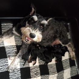 Lulu - Miniature Schnauzer