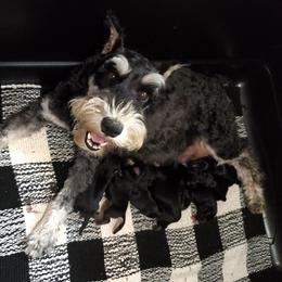 Lulu - Miniature Schnauzer