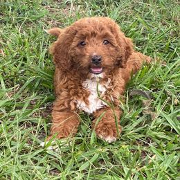Yellow - Red female Cavapoo puppy in Wesson, Mississippi from Southern Country Doodles
