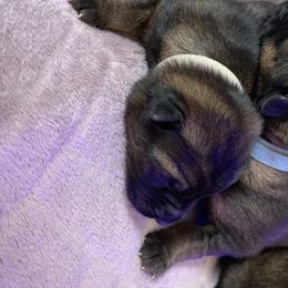 German Shepherd Puppies from Vom Haus Bella GSD’s