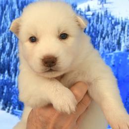 King - White male Siberian Husky puppy in Miami, Florida from Blue Moon Huskies