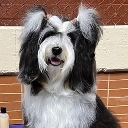 "Mo Mo at 2 years and 6 months!" Tibetan Terrier Puppies from Rama Kha Tibetans