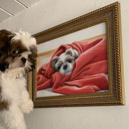 Shih Tzu All Grown Up from AKC Shih Tzu of California