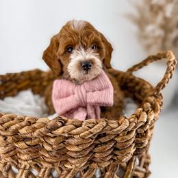 It's The Little Things- Warm Cookies - Red  female Goldendoodle puppy in Russell Springs, Kentucky from Milk & Honey Doodles