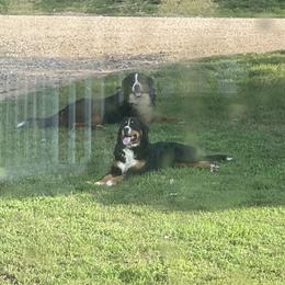 Bernese Mountain Dog All Grown Up from Diamond U Berners