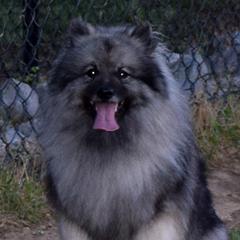 Kenna - Keeshond