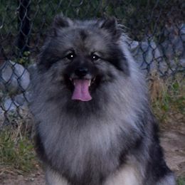 Kenna - Keeshond