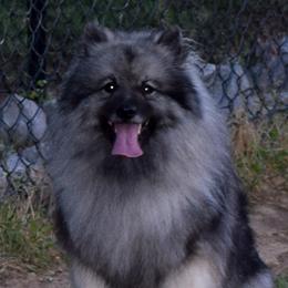 Kenna - Keeshond