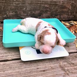 Boo - Red and white male Cockapoo puppy in Hermiston, Oregon from Columbia River Cockapoos