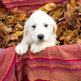 Great Pyrenees Puppies from Kathy Ann's Farm