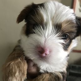 Yorkshire Terrier Puppies from FiFi-s Pups