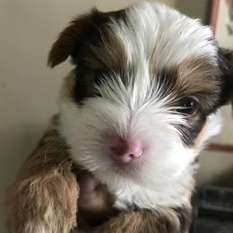 Yorkshire Terrier Puppies from FiFi-s Pups