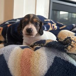Owl - Piebald male Dachshund puppy in Vancouver, Washington from Cascade Minis