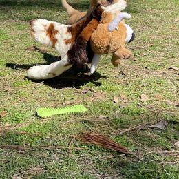 Labrador Retriever Puppies from Cajun Water Retrievers