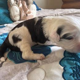 Kona - Brown and white female Portuguese Water Dog puppy in Indianola, Utah from Mlee puppies