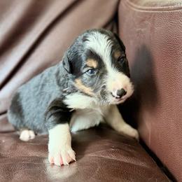 Boy 1 - Tri-color male Border Collie puppy in Oroville, California from Coalcyn Kennels