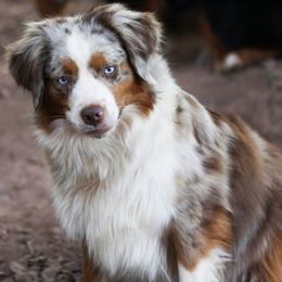 Sienna - Miniature American Shepherd