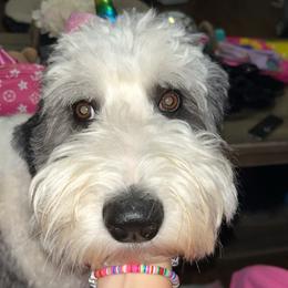 Maggie - Goldendoodle