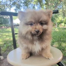 Thor - Chocolate sable male Pomeranian puppy in Albany, New York from K&A Little Wonder's