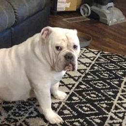 Bulldogs from Taylormade Bulldogs