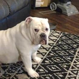 Bulldogs from Taylormade Bulldogs