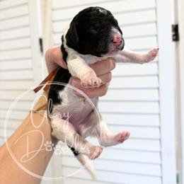 Orange - Tri-color female Bernedoodle puppy in Rockwall, Texas from Glory Doodles