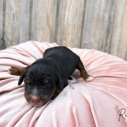 Rio - Phantom male Bernedoodle puppy in Wamego, Kansas from Doodles of Oz