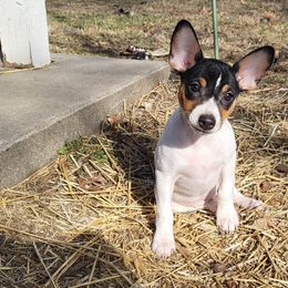 Rat Terrier Puppies from Country Rat Terriers