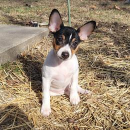 Rat Terrier Puppies from Country Rat Terriers