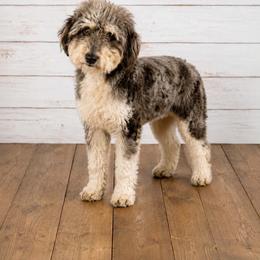 DeeDee - Aussiedoodle