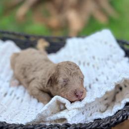 Bubbles - Merle male Goldendoodle puppy in Pollock Pines, California from Penny Lane’s Doodles