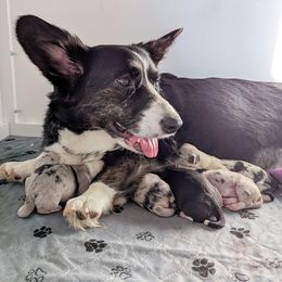 Cardigan Welsh Corgi puppies from Smoky Tails Corgis