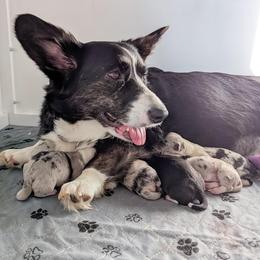 Cardigan Welsh Corgi puppies from Smoky Tails Corgis