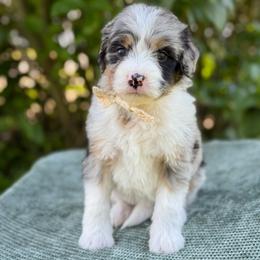 Cordelia - Blue merle female Bernedoodle puppy in Bellville, Ohio from Bernedoodle Buddies