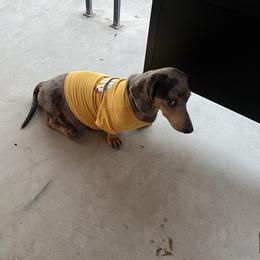 Dobie - Dachshund